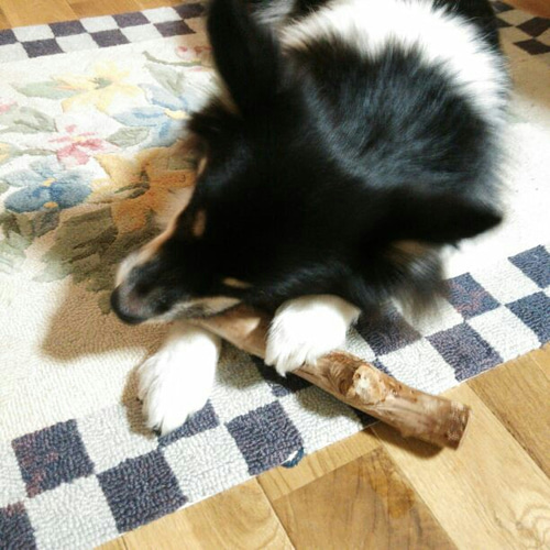 ◉13.犬のおもちゃ、犬用、歯固め梨の木、あまがみ期、小さめ大型犬お試し向き 13.犬のおもちゃ、犬用、歯固め梨の木、あまがみ期、小さめ大型犬お