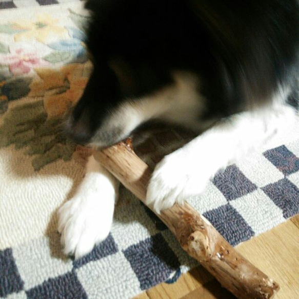 BF.けやき梨の木新品.犬用おもちゃ、小型犬向け歯固め、かじり木 9枚目の画像