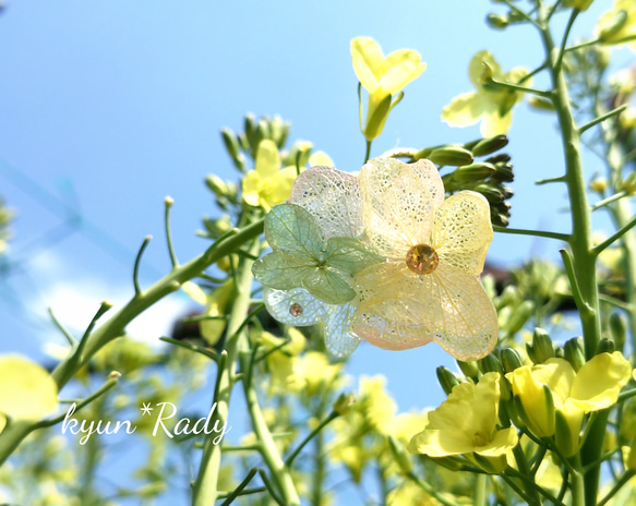 紫陽花プリザのフリーリング 2枚目の画像