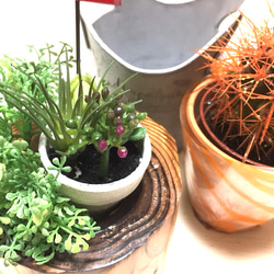 現品］【希少】ユッカ ロストラータ 実生 短葉 幹立 10号 観葉植物