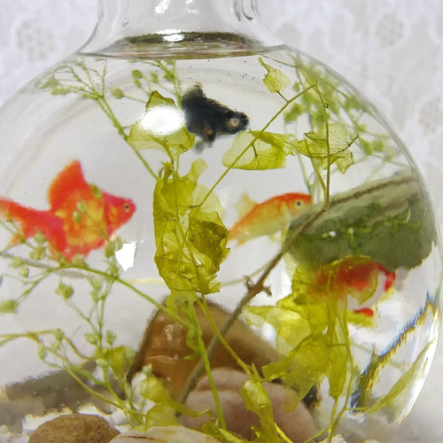 受注制作 金魚鉢の中で泳ぐ金魚たちLサイズ ハーバリウム・植物標本