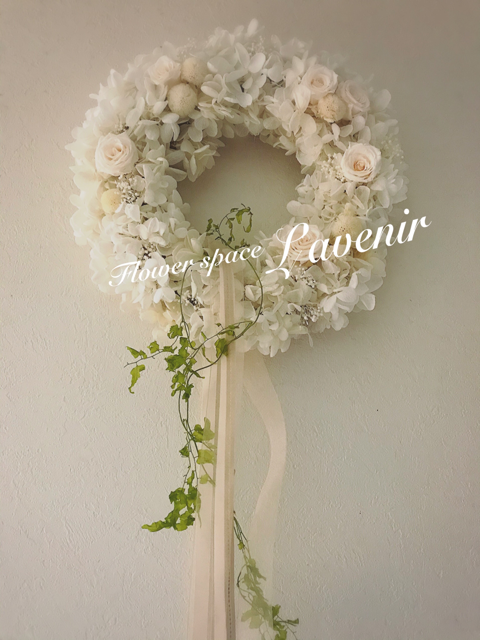 アジサイのホワイトリース