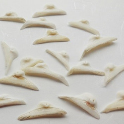 閉店価格！！シェル　baby shark tooth （赤ちゃんサメの歯）　20枚　 1枚目の画像