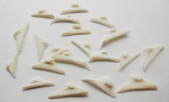 閉店価格！！シェル　baby shark tooth （赤ちゃんサメの歯）　20枚　 1枚目の画像