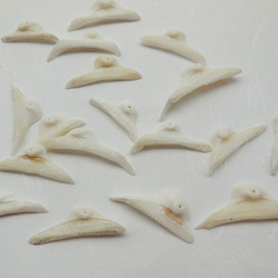 閉店価格！！シェル　baby shark tooth （赤ちゃんサメの歯）　20枚　 2枚目の画像