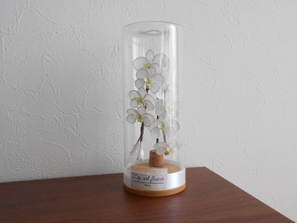 送料無料　ガラスの中の胡蝶蘭　インテリア・プレゼント用 6枚目の画像