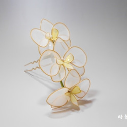 蝴蝶蘭（黃色·1系列） 第1張的照片