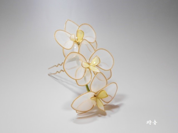 蝴蝶蘭（黃色·1系列） 第1張的照片