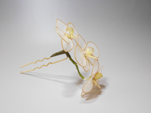 蝴蝶蘭（黃色·1系列） 第2張的照片