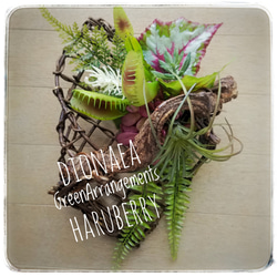 Green Arrangement～WILDなディオネア(食虫植物)×エアプランツ×ネイチャーバイン ギフト 1枚目の画像