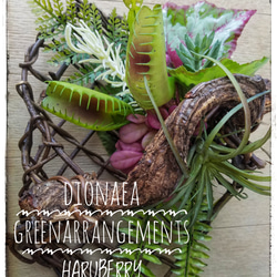 Green Arrangement～WILDなディオネア(食虫植物)×エアプランツ×ネイチャーバイン ギフト 2枚目の画像