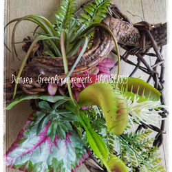 Green Arrangement～WILDなディオネア(食虫植物)×エアプランツ×ネイチャーバイン ギフト 3枚目の画像