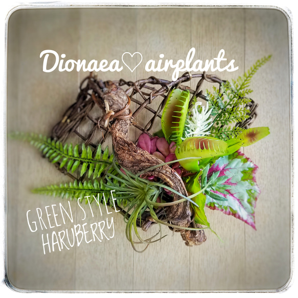 Green Arrangement～WILDなディオネア(食虫植物)×エアプランツ×ネイチャーバイン ギフト 4枚目の画像
