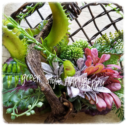 ♡WILDなディオネア(食虫植物)のグリーンアレンジメント♡一点もの 4枚目の画像