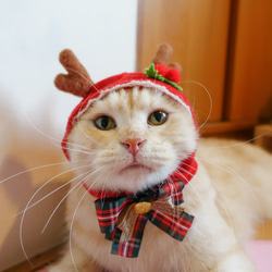 猫/小型犬ペット帽子 - クリスマスヘラジカ（制限） 1枚目の画像