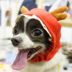 寵物帽子 - 小紅帽麋鹿 第3張的照片