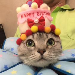 Pet Hat  - キャットドッグバースデーケーキキャップs（カスタマイズされた味） 3枚目の画像