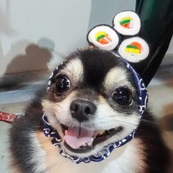寵物帽子 - 日式壽司 第3張的照片