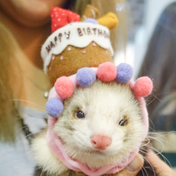寵物帽子 - 兔子天竺鼠雪貂生日蛋糕帽ss號(客製化口味) 第1張的照片