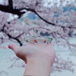 *30%送料！*京都宇治染井吉野桜のブレスレット/ドライフラワー永遠の命の花 / 2枚目の画像