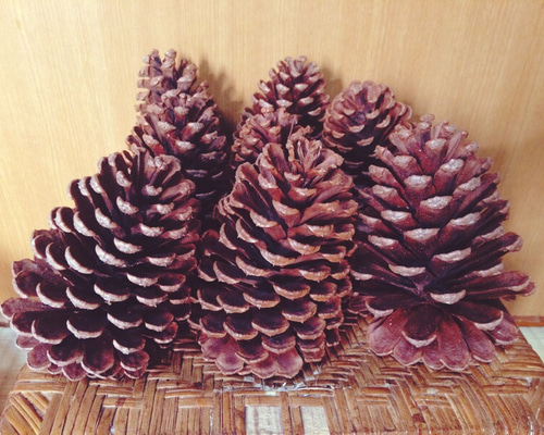 12個☆巨大松ぼっくり 大王松 木材・板 緑風 通販 3059533｜Creema