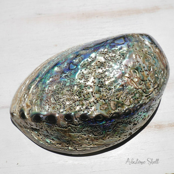 天然貝皿ナチュラルアバローニ貝器(ニュージーランド産)約13.5×9.5cm虹色アワビ素材[ash-210629-01] 1枚目の画像