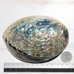 天然貝皿ナチュラルアバローニ貝器(ニュージーランド産)約13.5×9.5cm虹色アワビ素材[ash-210629-01] 5枚目の画像