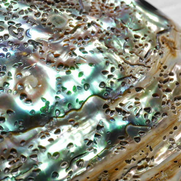 天然貝皿ナチュラルアバローニ貝器(ニュージーランド産)約13.5×9.5cm虹色アワビ素材[ash-210629-01] 8枚目の画像
