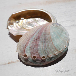 SALE✨2個セット☆天然貝皿ナチュラルアバローニ貝器(ニュージーランド産)約6cmシェル[ash-210629-02] 1枚目の画像