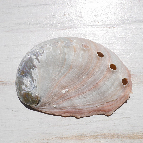SALE✨2個セット☆天然貝皿ナチュラルアバローニ貝器(ニュージーランド産)約6cmシェル[ash-210629-02] 4枚目の画像