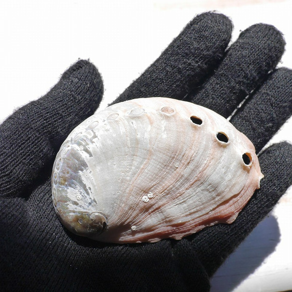 SALE✨2個セット☆天然貝皿ナチュラルアバローニ貝器(ニュージーランド産)約6cmシェル[ash-210629-02] 9枚目の画像