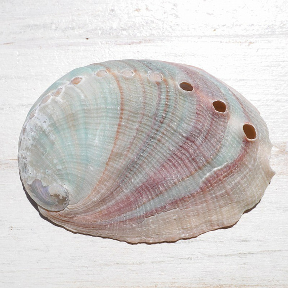 SALE✨2個セット☆天然貝皿ナチュラルアバローニ貝器(ニュージーランド産)約6cmシェル[ash-210629-02] 2枚目の画像