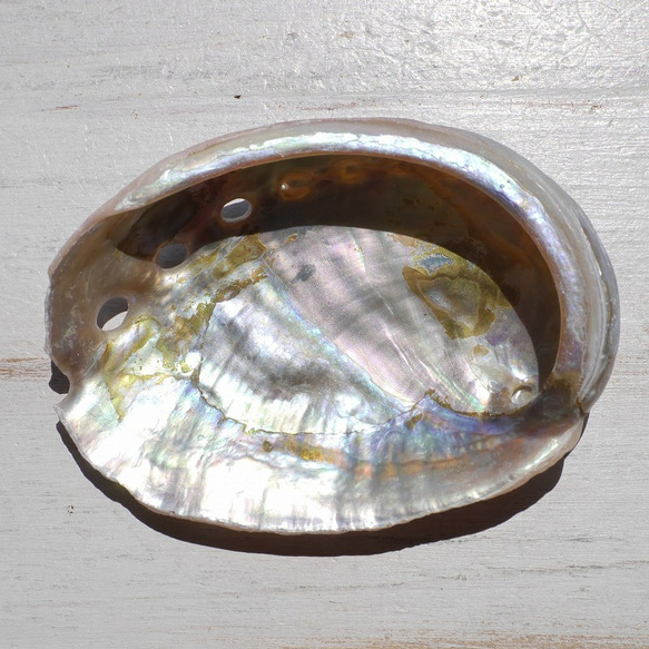 SALE✨2個セット☆天然貝皿ナチュラルアバローニ貝器(ニュージーランド産)約6cmシェル[ash-210629-02] 3枚目の画像
