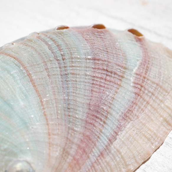 SALE✨2個セット☆天然貝皿ナチュラルアバローニ貝器(ニュージーランド産)約6cmシェル[ash-210629-02] 7枚目の画像
