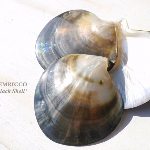 sale!!☆選べる♪天然貝皿ブラックシェル(黒蝶貝)つやつや虹色☆約8cm