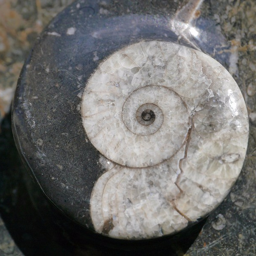 アンモナイト化石置物 ハーフカット台座付 imgrc0076967799.jpg