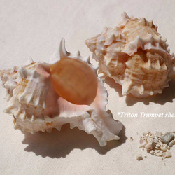 天然貝トリトントランペットシェル(法螺貝)手のひらサイズ単品淡いピンク色貝殻ギリシャ神話人魚[sh-170417-01] 1枚目の画像