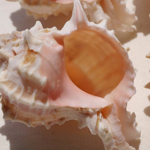 法螺貝　約37.8cm 天然そのままの色 厚みのある美しい貝殻です。 法螺貝 約37.8cm 天然そのままの色 厚みのある美しい貝殻 法螺貝 約565g