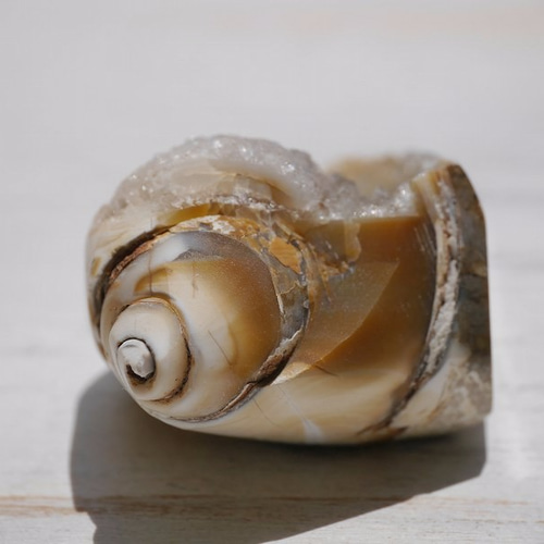 激レア☆クリスタルアゲートシェル(インドネシア産)クォーツ貝化石 約
