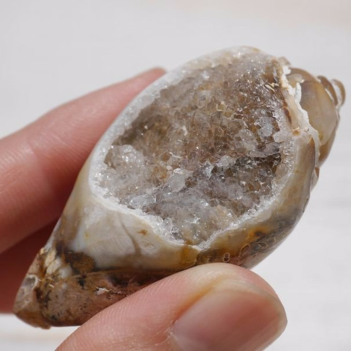 激レア☆クリスタルアゲートシェル(インドネシア産)クォーツ貝化石 約