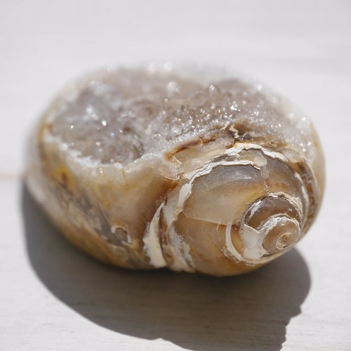 激レア☆クリスタルアゲートシェル(インドネシア産)クォーツ貝化石 約