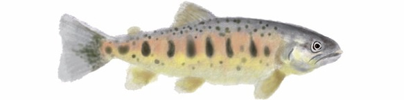 櫻花鉤吻鮭(向右)抱枕-50cm 第7張的照片