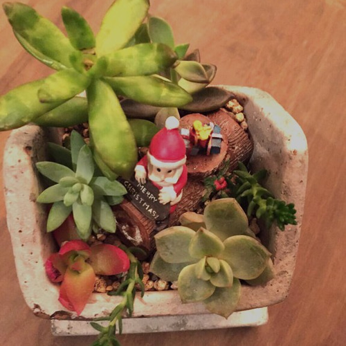 多肉植物寄せ植え♡クリスマスアレンジ その他インテリア雑貨 ひきだし  