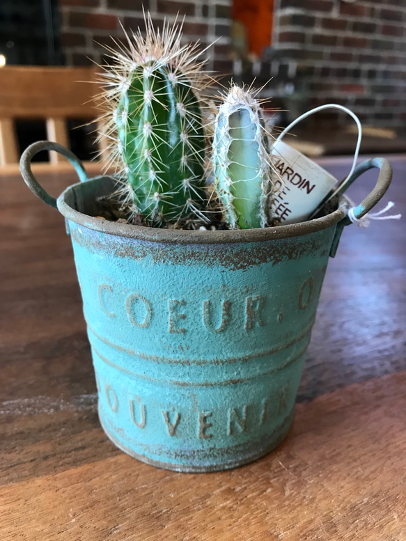 送料無料】アンティーク風ブリキ缶ꎺ⠜サボテン寄せ植え その他