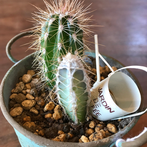 送料無料】アンティーク風ブリキ缶ꎺ⠜サボテン寄せ植え その他