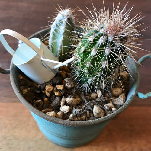 アンティーク　FROUR缶 フラワー缶　(大) アンティーク FROUR缶 フラワー缶 (大)