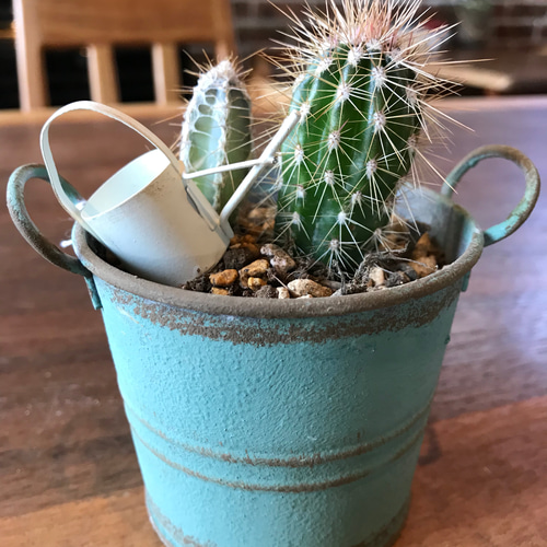 送料無料】アンティーク風ブリキ缶ꎺ⠜サボテン寄せ植え その他