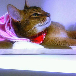 猫スニーカー　アビシニアンの「シュー太」バージョン 2枚目の画像