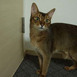 猫スニーカー　アビシニアンの「シュー太」バージョン 3枚目の画像