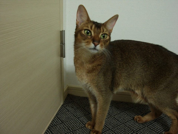猫スニーカー　アビシニアンの「シュー太」バージョン 3枚目の画像